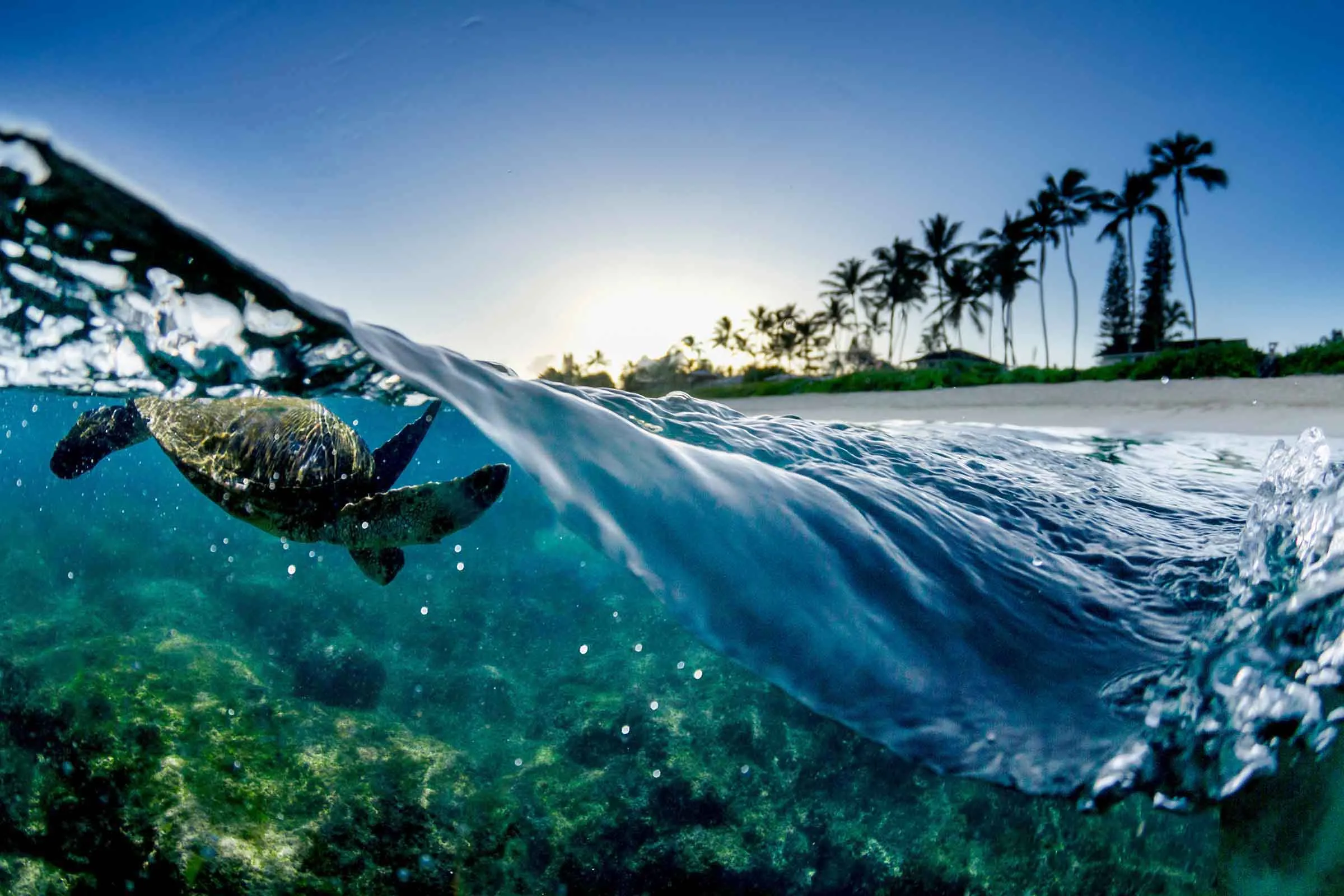 Vista dividida na linha d'água: onda acima da superfície e uma tartaruga marinha abaixo